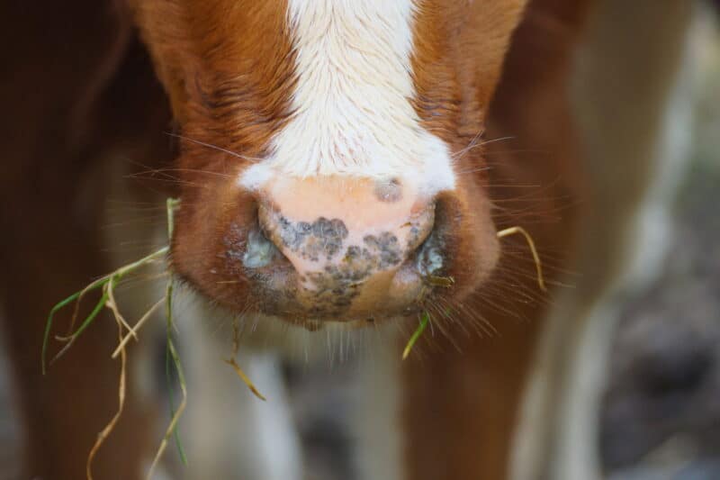 Cow Nose